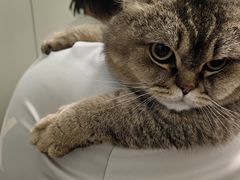 -伟伟宠物医院·瑞派猫友好医院·猫科(光谷店)