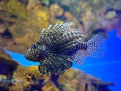 -上海海洋水族馆