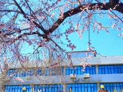 -桃花堤公园