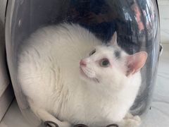 -艾吉宠物医院·疑难杂症转诊中心·猫友好(碧江路院)
