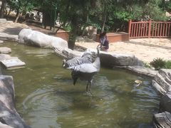 -燕塞湖鸟语林景区