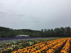 -富田农场