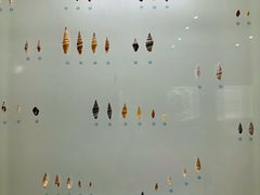 -青岛贝壳博物馆