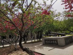 -桃花堤公园