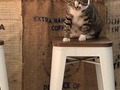 -叁秋咖啡 SANQIU COFFEE(天津河北路店)