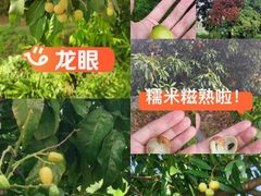 -长洲岛