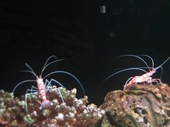 -暹罗海洋世界