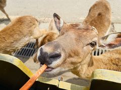 -常州淹城野生动物世界