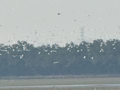 -大湾区中央湿地公园