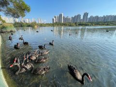 -五缘湾湿地公园