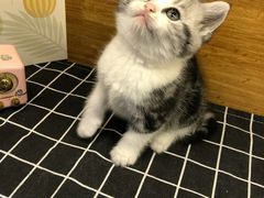 -喵zoo家庭繁育猫舍(尖东智能花园店)