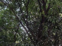 -松山湖梦幻百花洲