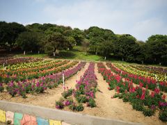 -松山湖梦幻百花洲