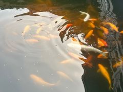 -惠州西湖风景名胜区-丰渚园