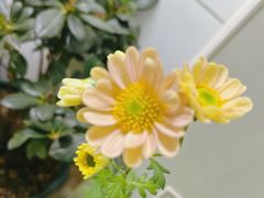 -中环花鸟鱼虫市场