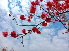 -绵阳盛世樱花悠乐谷