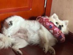 -米苏动物医院·犬猫专科·骨科外科内窥镜