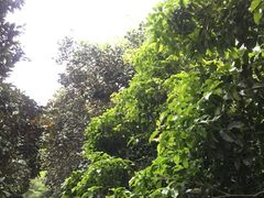 -西湖风景区十里琅珰-五云山