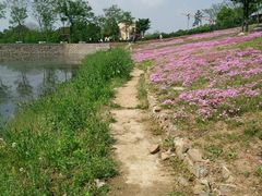 -大塘金香草谷