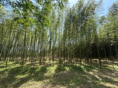 -黄海国家森林公园