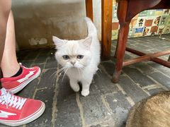 -喵屿·大理花园猫咖