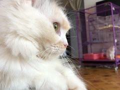 -MOYOYO猫咪咖啡店