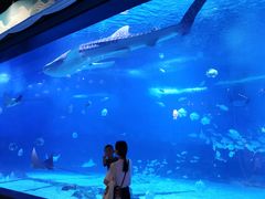 -烟台海昌鲸鲨海洋公园