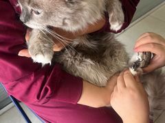 -瑞派福兴宠物医院犬猫全科·骨科·中西医结合(河东店)