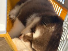 -谐和益家动物医院·免疫绝育·血液透析·宠保定点医院(高新伊藤分院)