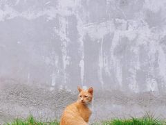 -西园寺