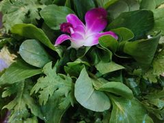 -爱新觉罗福臨火锅馆(万科滑雪场店)