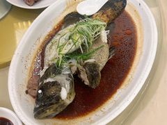 特色蒸海青斑-益利大酒楼(井岸店)