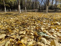 -大兴滨河森林公园