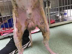 -康乐宝动物医院