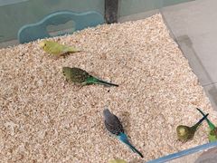 -怪兽屋·羊驼·猫咖·狗咖(俊华广场店)