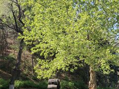 -北京张裕爱斐堡酒庄