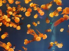 -多彩贵州城极地海洋世界