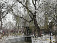 -桃花堤公园