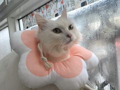 -柏萃动物医院·骨科·牙科