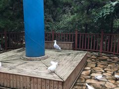 -燕塞湖鸟语林景区
