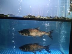 -王家渡火锅店(棕榈泉店)