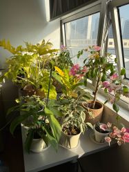 -苏州奥拉克美容医院