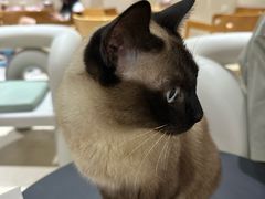 -藏猫猫咖啡主题馆(中央大道店)