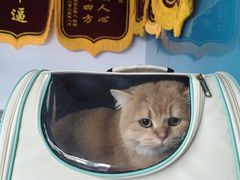 -乖乖宠物医院·猫科·骨科·24小时(云岗分院)