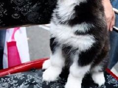 门口宠物小贩出售-东浩兰生上海世博展览馆