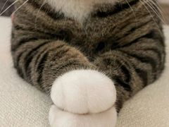 -Bastet sally猫舍购宠(静安店)