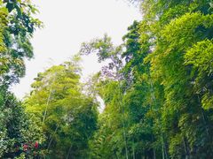 -树山生态村