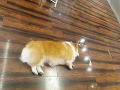 -豆柴町-柴犬主题狗咖(红鼎国际C座店)