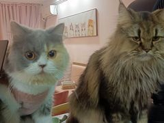 -Sweet cat·星愿猫咖(国贸大厦店)