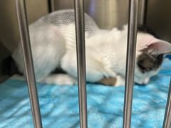 -艾吉宠物医院·疑难杂症转诊中心·猫友好(碧江路院)